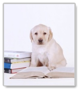Essays on Animal Farm