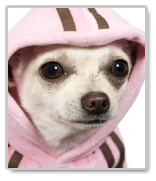 Essay about Pets