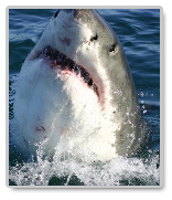 great white shark paper