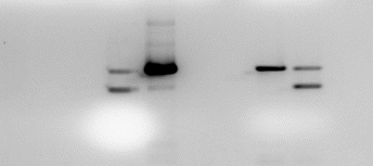 The results for the PCR