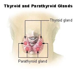 Thyroid and Parathyroid glands (Brent 92)