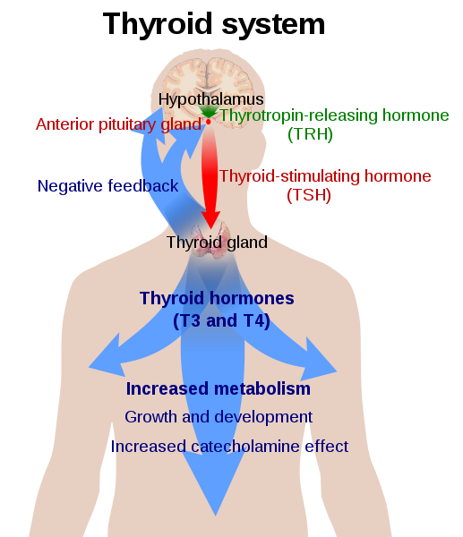 Thyroid system (Brent 94).