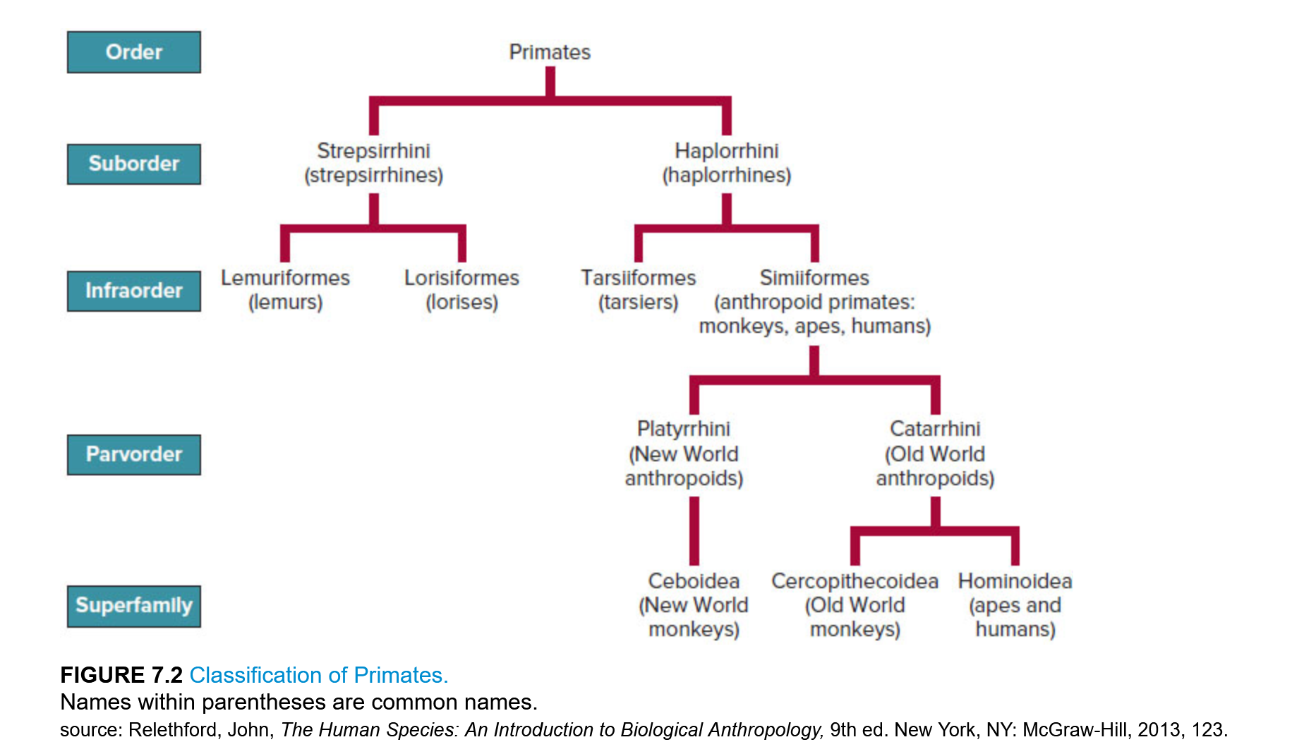 Classification of Primates.