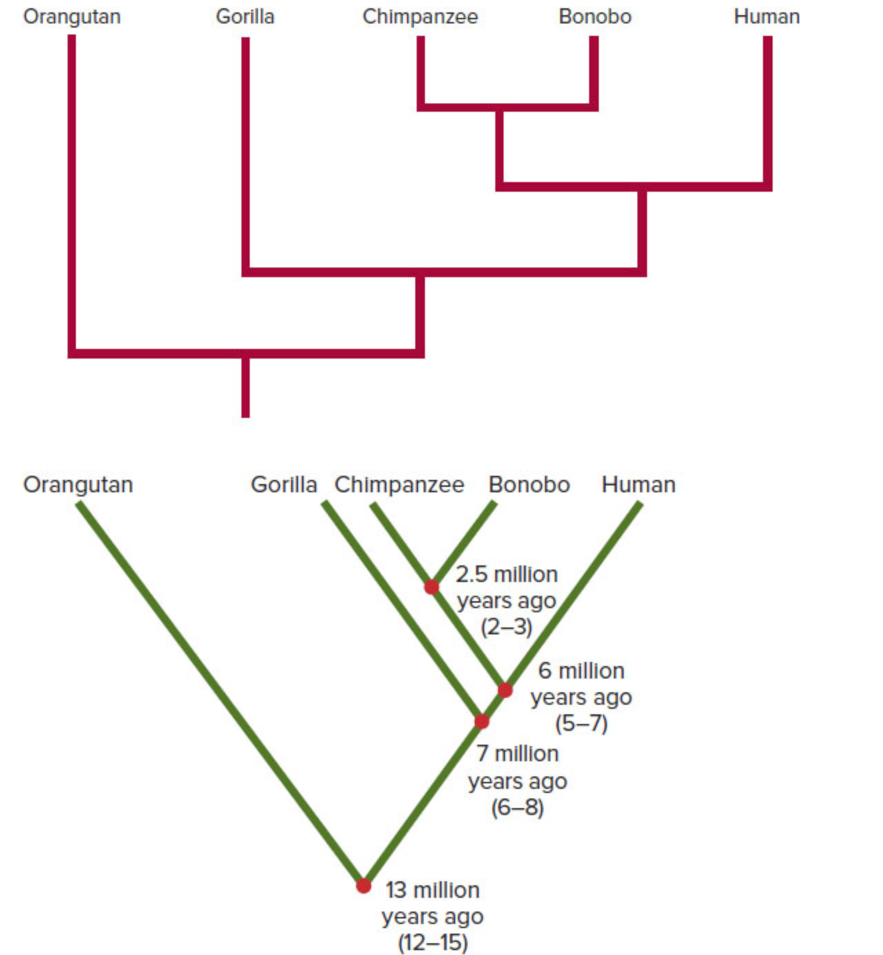 Classification of Primates.