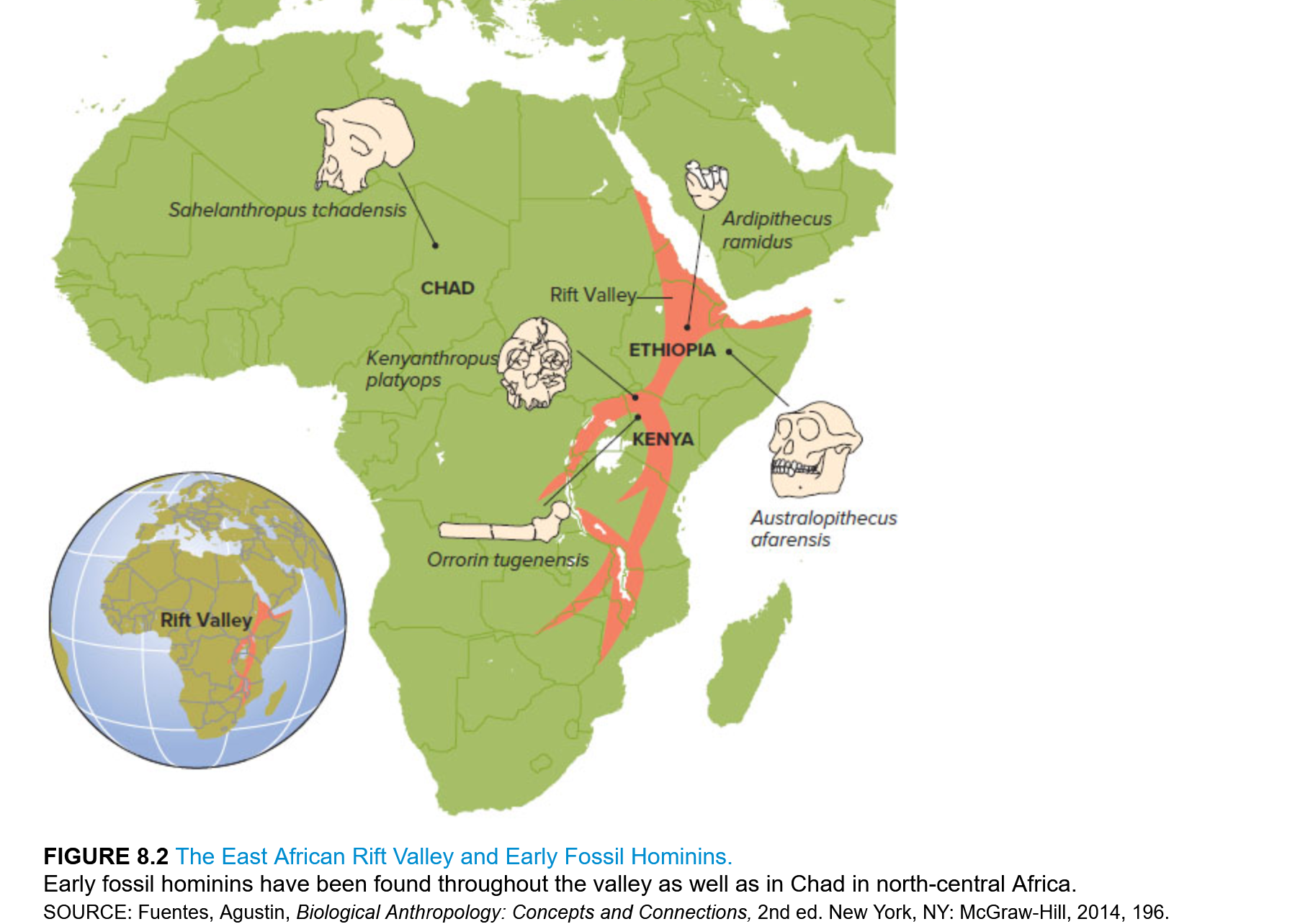 The fossils found of very early afarensis hominins in sites around Africa.