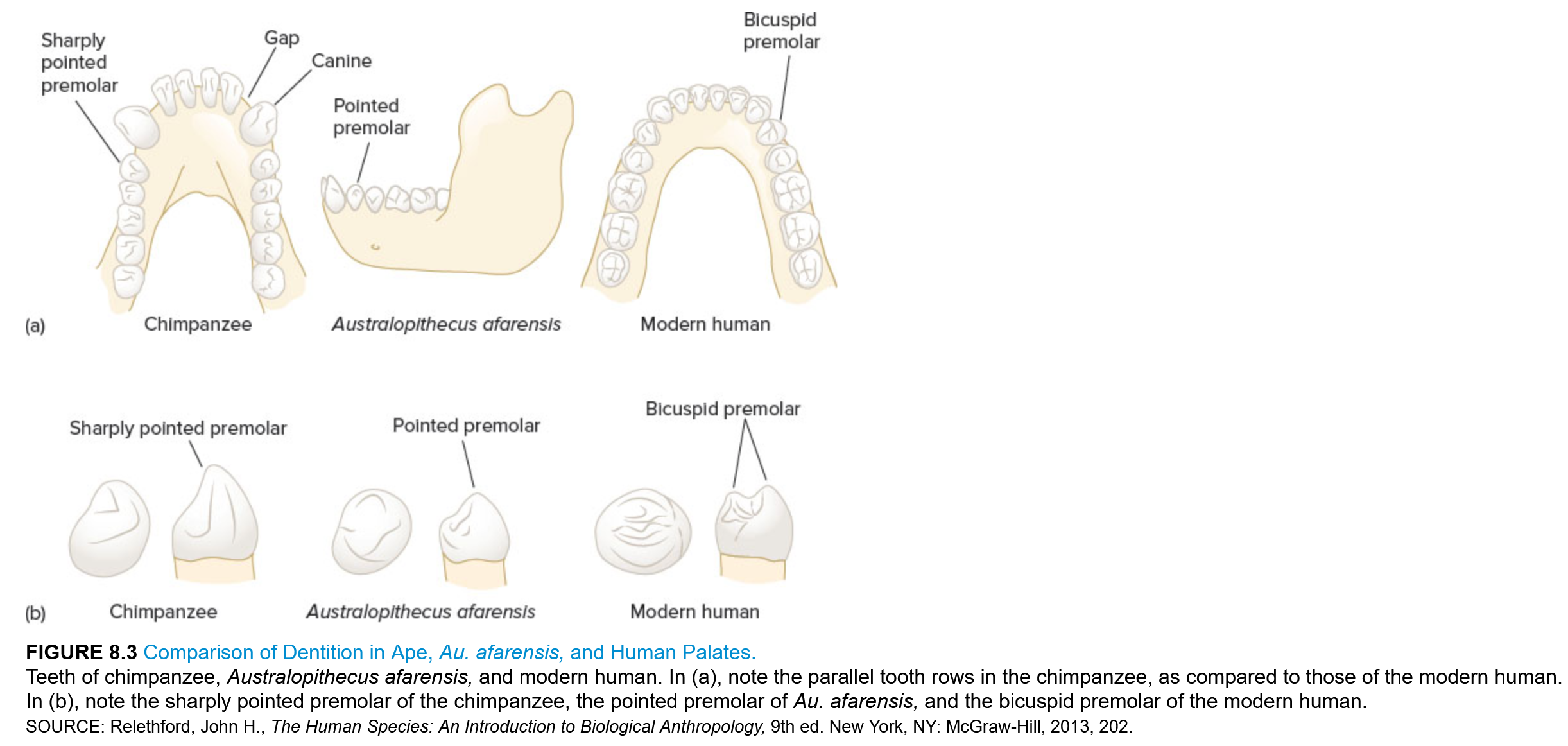 Comparison of Dentition in Ape.