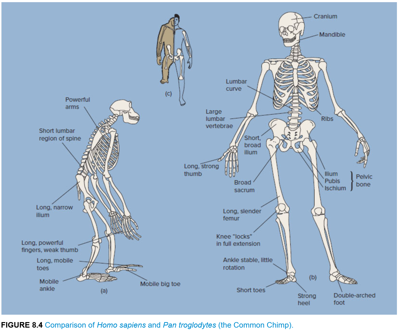 Comparison of Homo sapiens and Pan troglodytes.