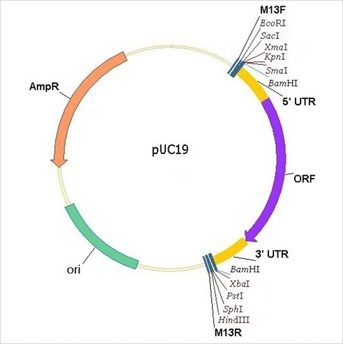 Annotated illustration of the pUC19 extrachromosomal expression construct.