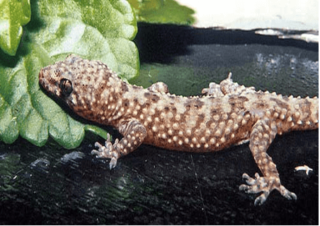 Mediterranean Gecko in The Mediterranean Basin