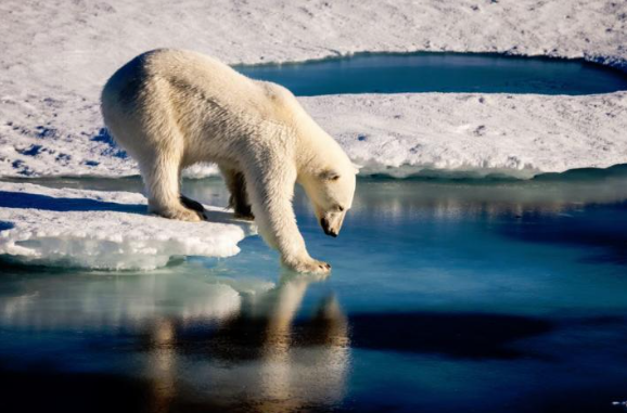 Polar Bear across the Arctic Face.