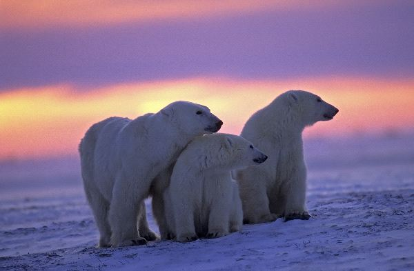 Polar Bear in Sunset.