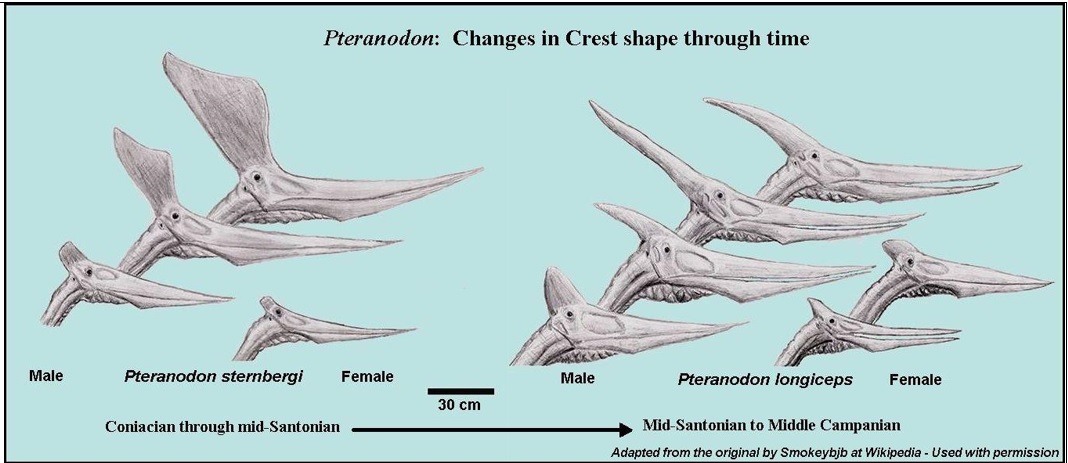 Pteranodons Flying Reptiles of the Late Cretaceous Western Interior Sea - A Photographic Atlas